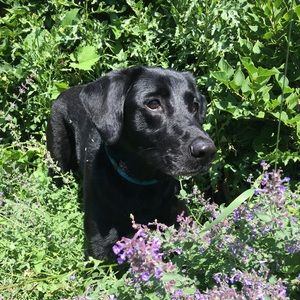 Meet your Posher, Nancy